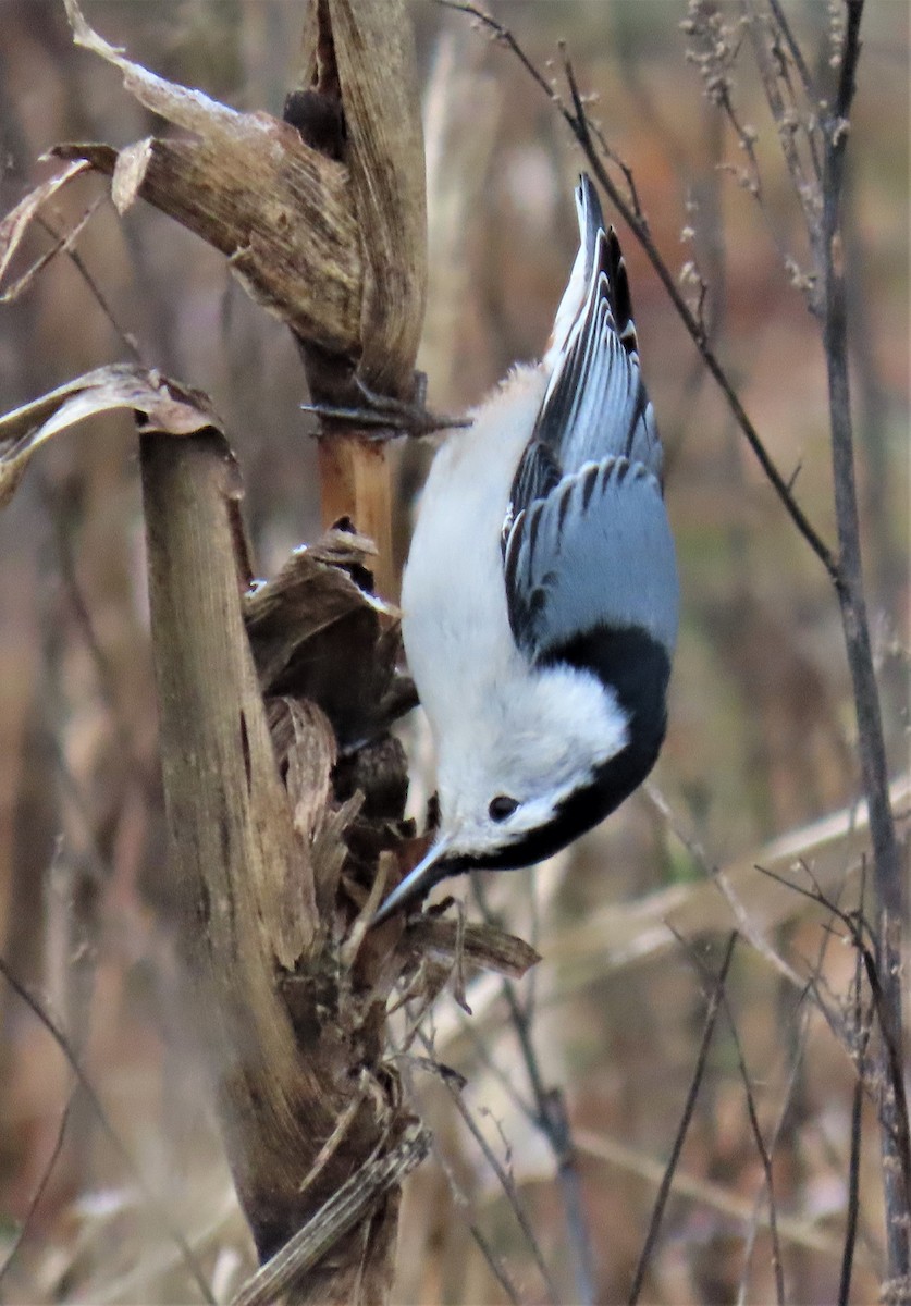 White-breasted Nuthatch - ML526560501