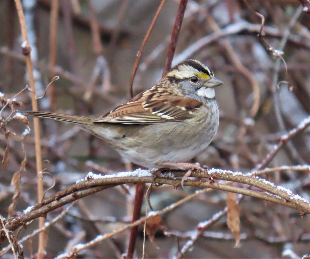 White-throated Sparrow - ML526560911
