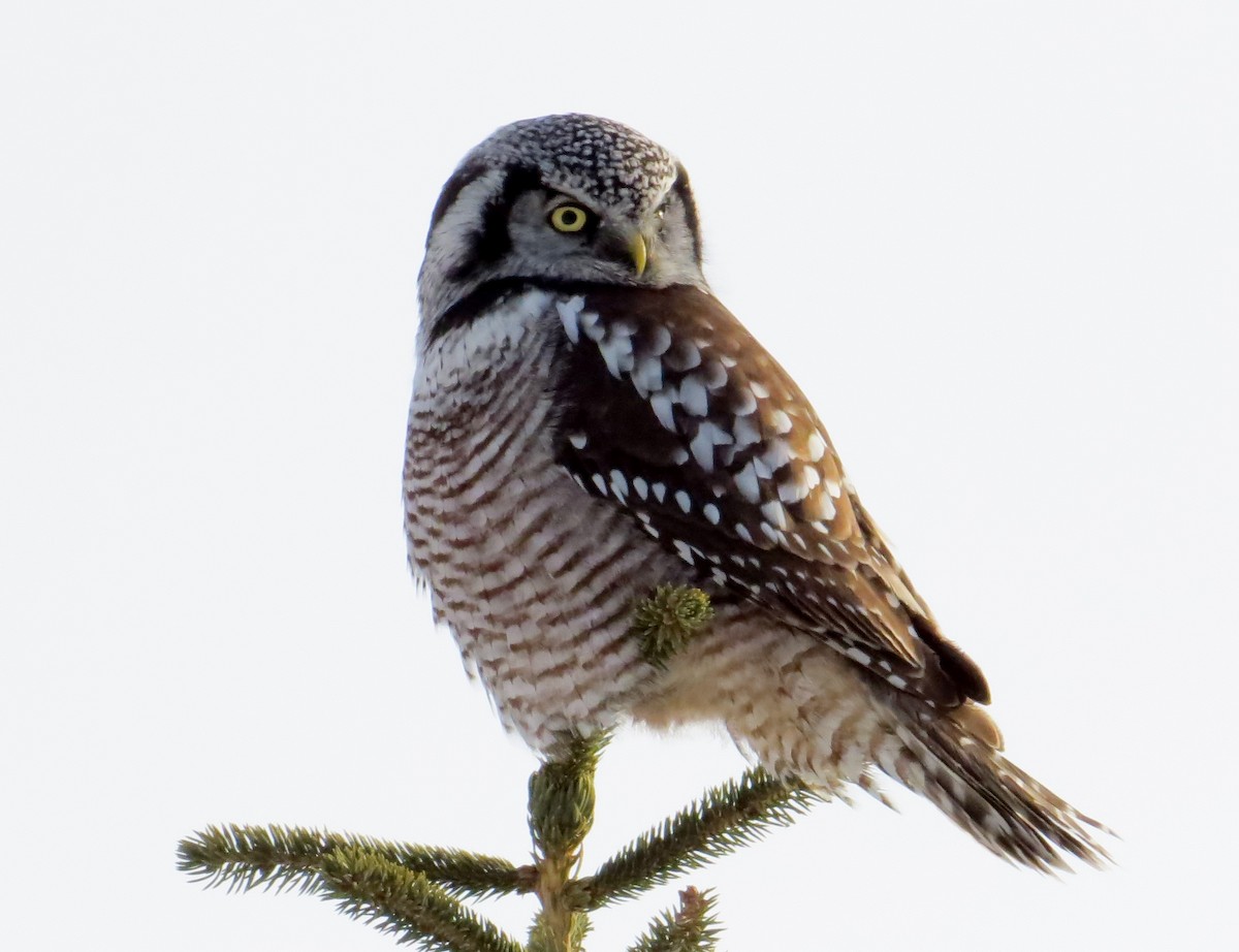 Northern Hawk Owl - Brenda Werntz