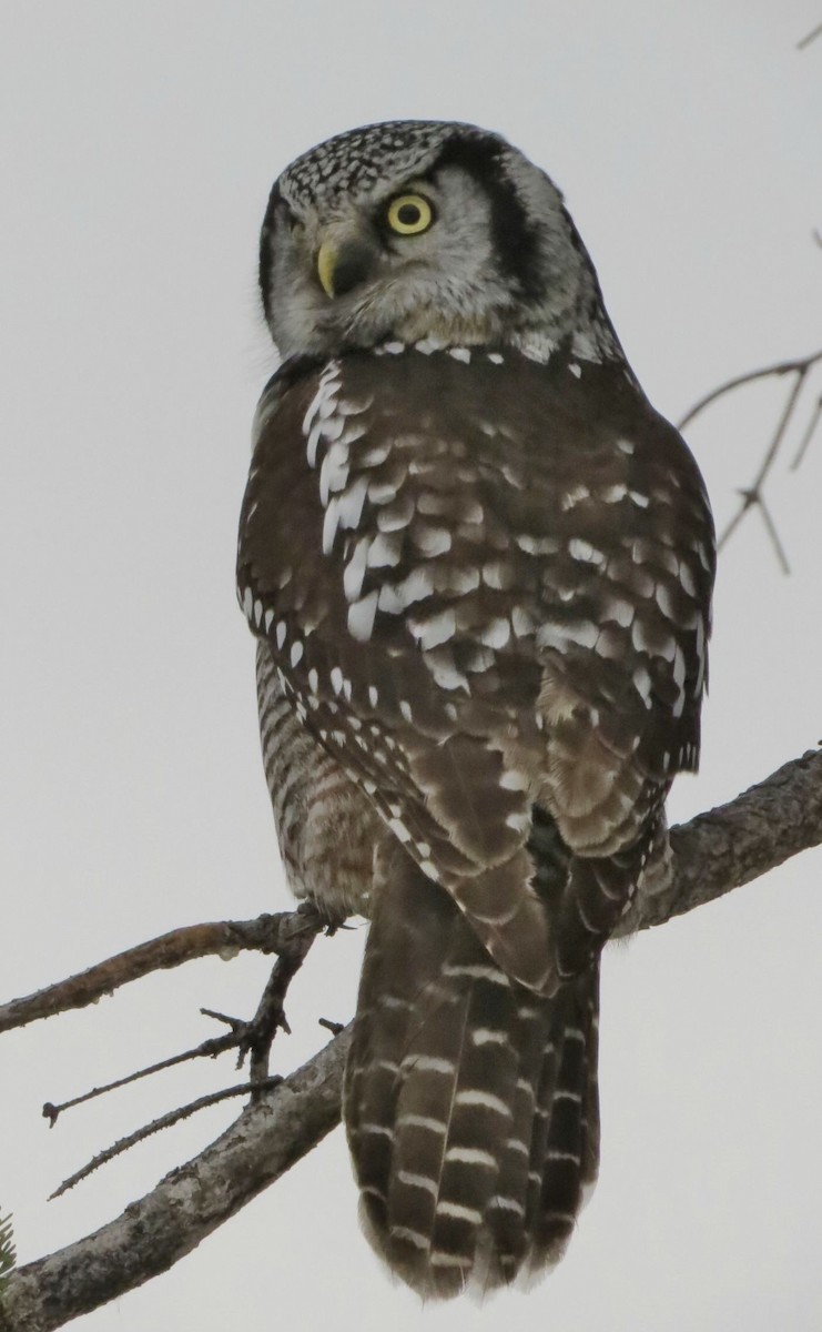 Northern Hawk Owl - ML526564061