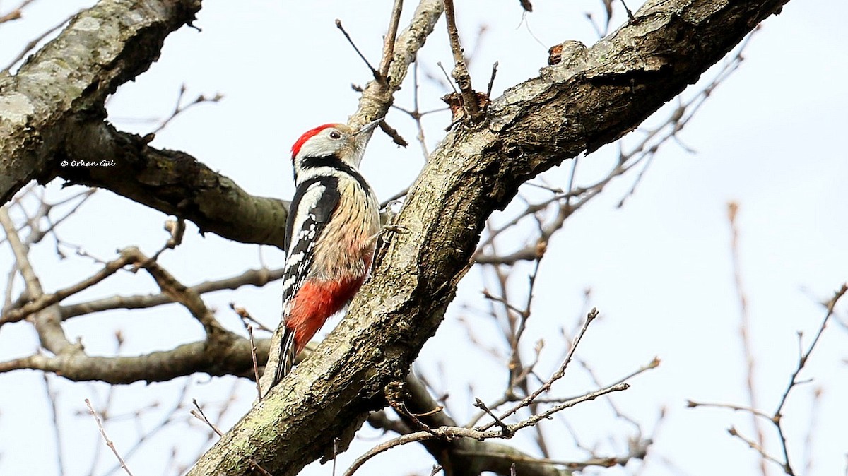 Middle Spotted Woodpecker - Orhan Gül