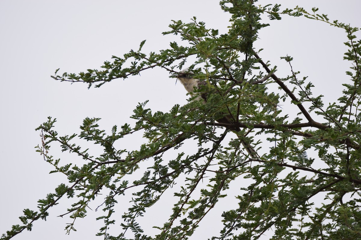 Great Spotted Cuckoo - Ryne Rutherford