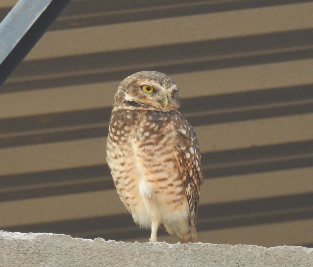 Burrowing Owl - ML526570741