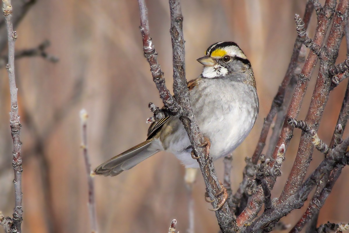 White-throated Sparrow - Matthew Pendleton