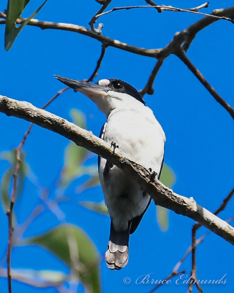 Forest Kingfisher - ML526574741