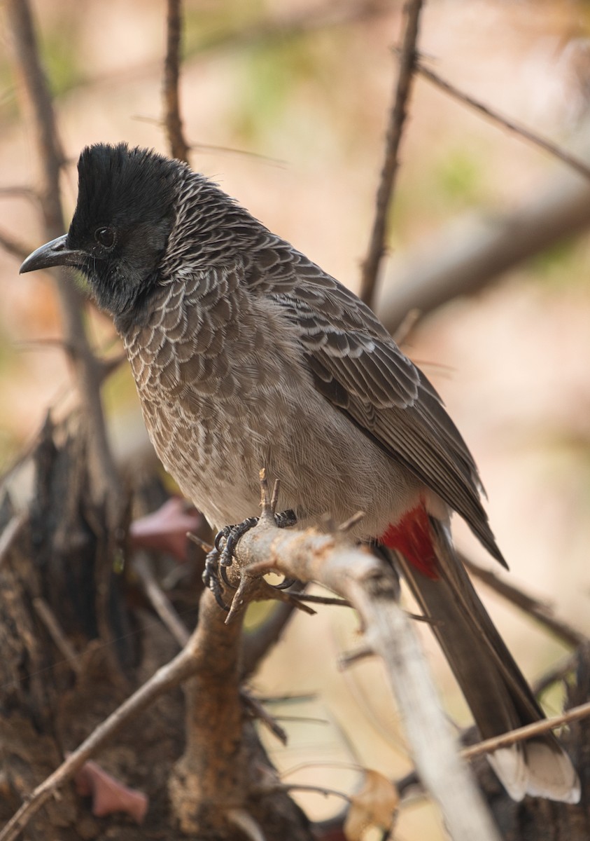 Red-vented Bulbul - ML526581781