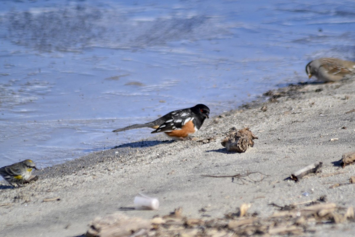 Spotted Towhee - ML526583151