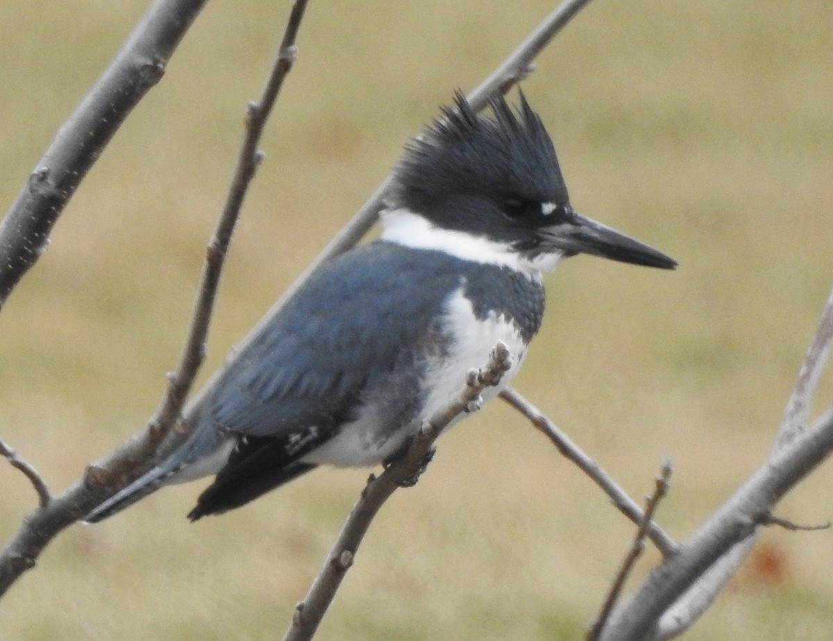 Belted Kingfisher - ML526583741