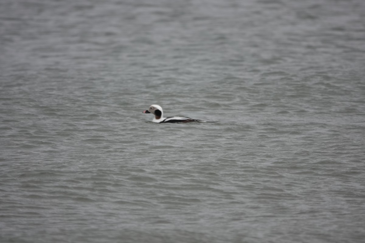 Long-tailed Duck - ML526584421