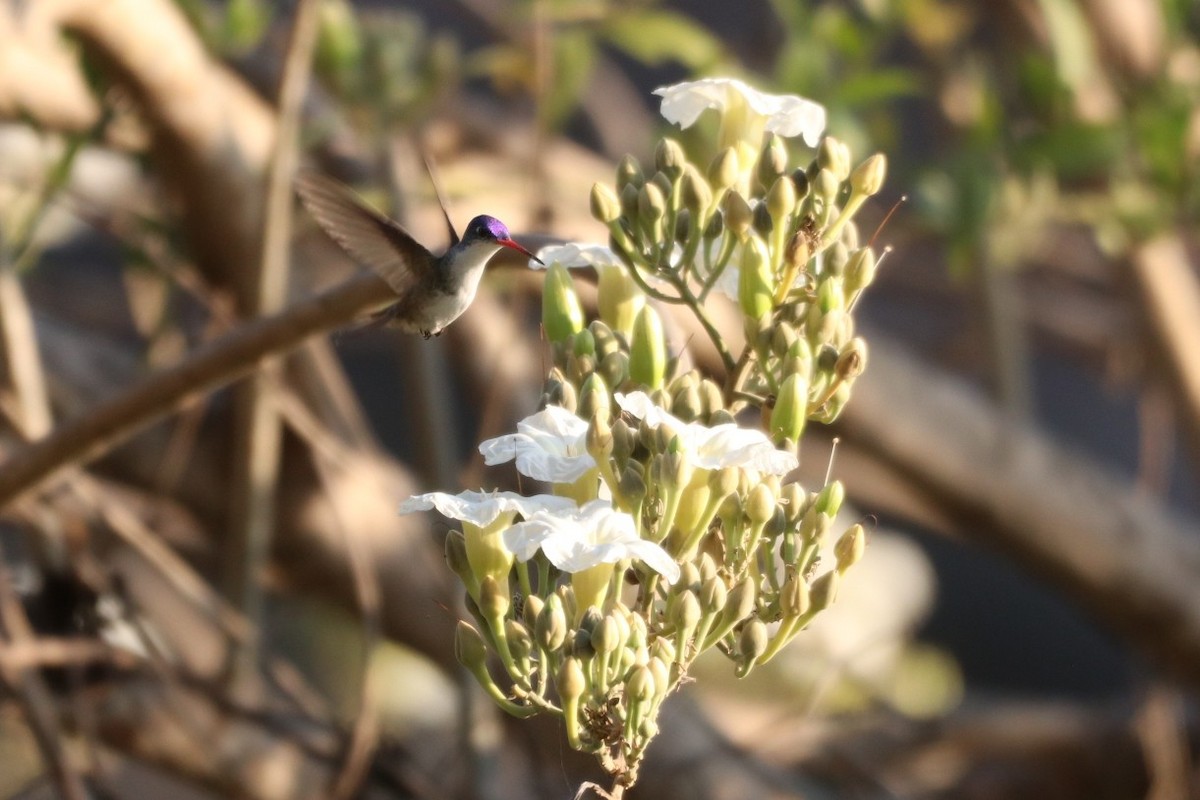 Violet-crowned Hummingbird - ML526585831