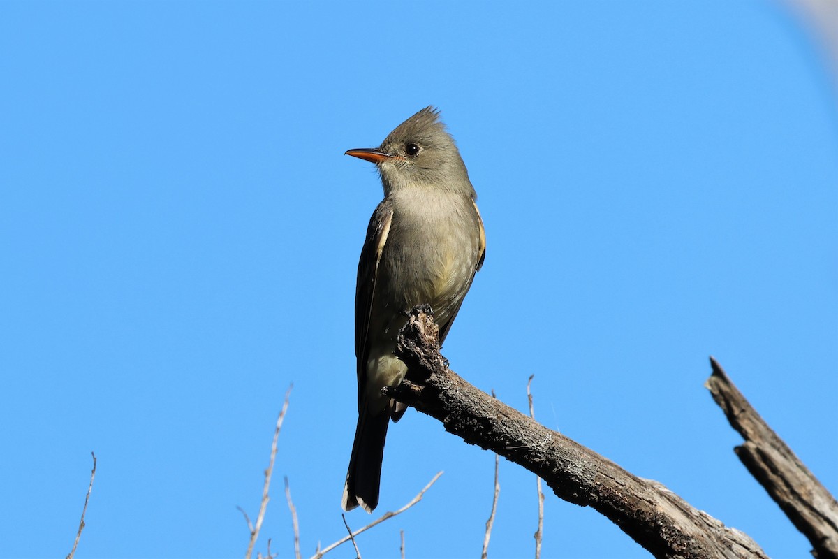 Greater Pewee - ML526586471