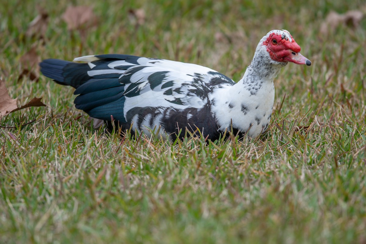 Muscovy Duck (Domestic type) - ML526587071