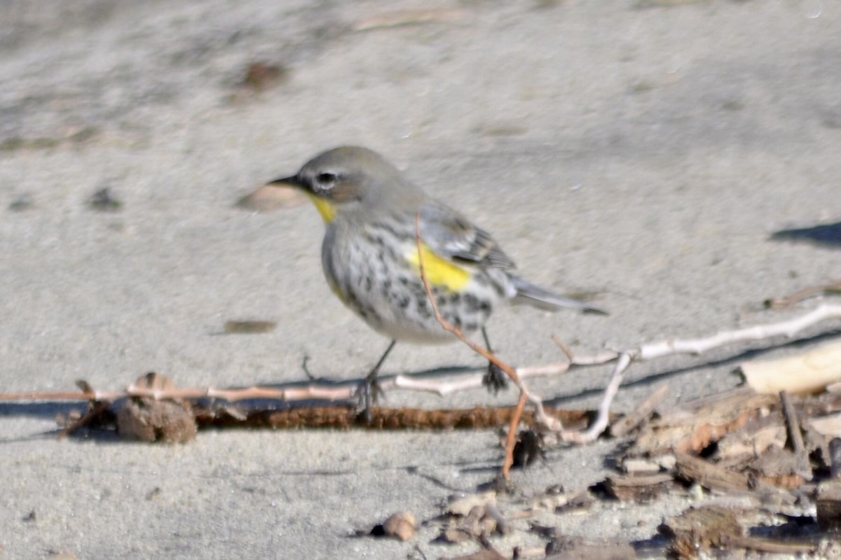 Yellow-rumped Warbler (Audubon's) - Jon Becknell