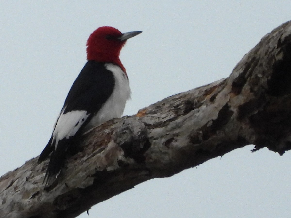 Red-headed Woodpecker - ML526590661