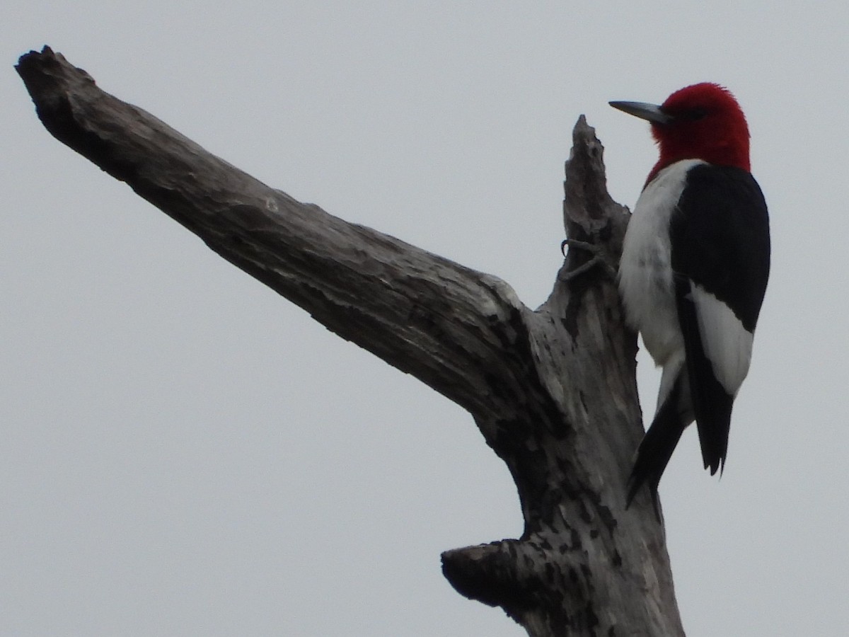 Red-headed Woodpecker - ML526590671
