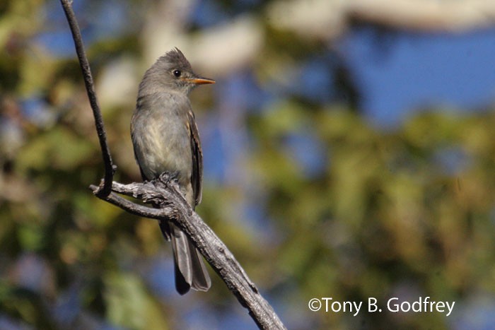 Greater Pewee - ML52659111