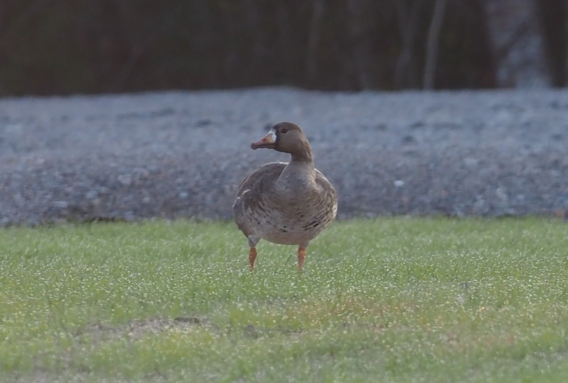 Greater White-fronted Goose - ML526593511