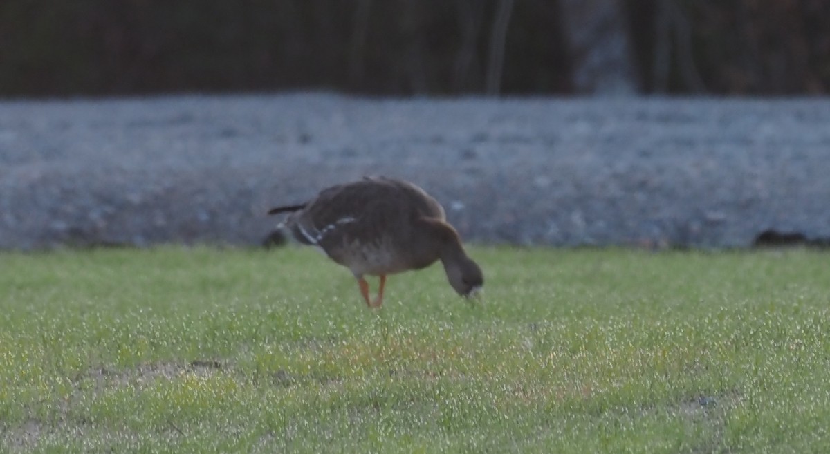 Greater White-fronted Goose - ML526593521