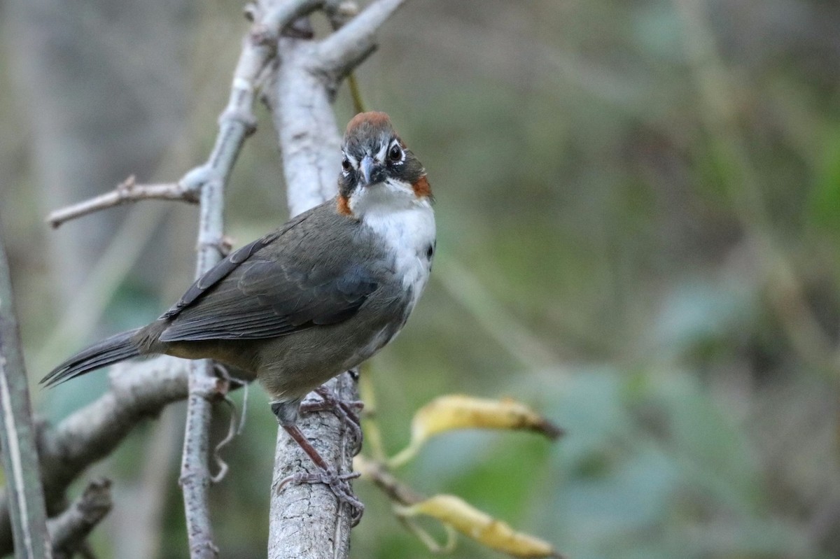 Rusty-crowned Ground-Sparrow - Jonathan Vargas