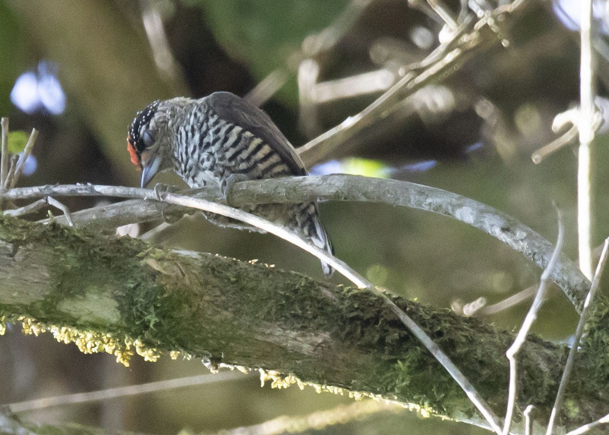 White-barred Piculet - ML526596201
