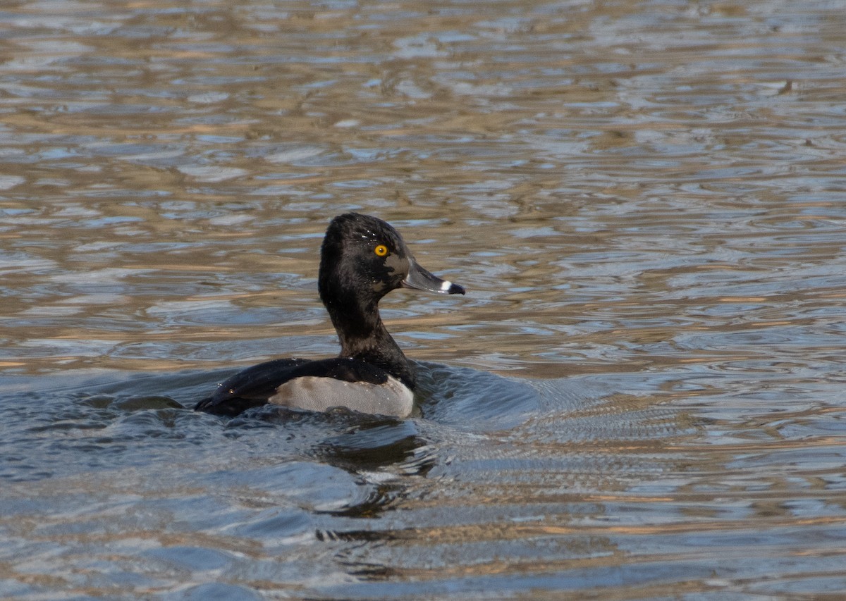 Ring-necked Duck - ML526602691