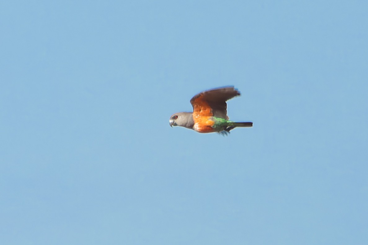Red-bellied Parrot - ML526606021