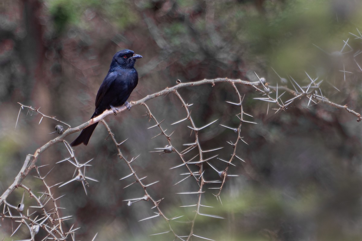 Fork-tailed Drongo - ML526607621