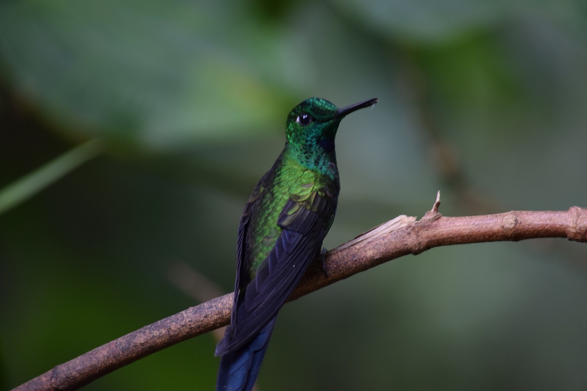 Green-crowned Brilliant - ML52660791