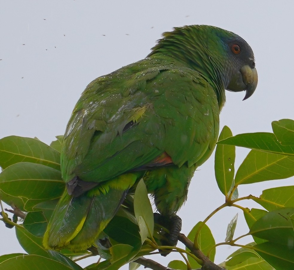 Red-necked Parrot - ML526611091