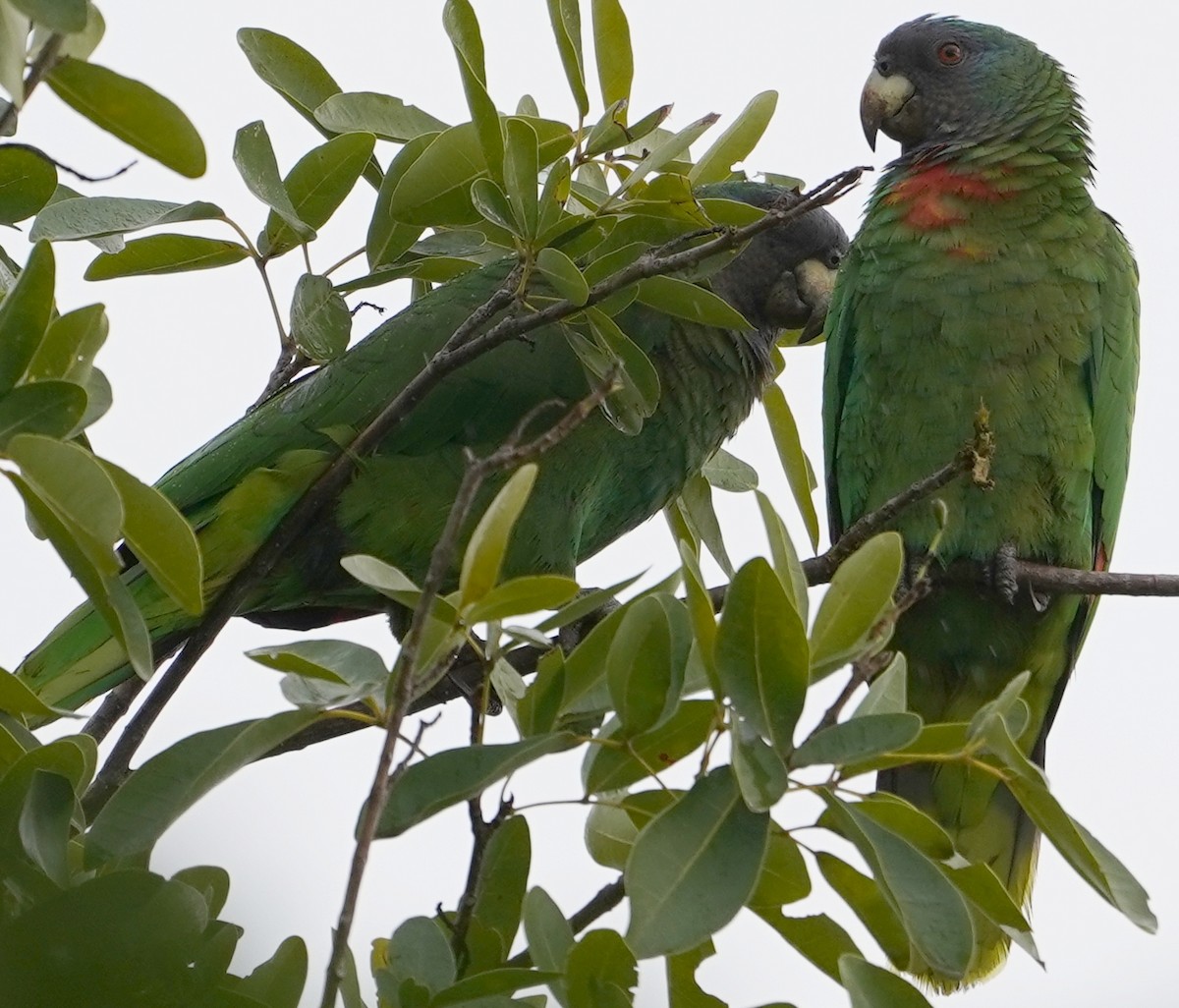 Red-necked Parrot - ML526611101