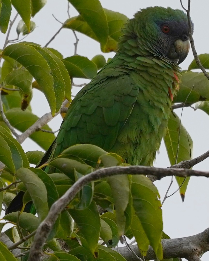 Red-necked Parrot - ML526611111