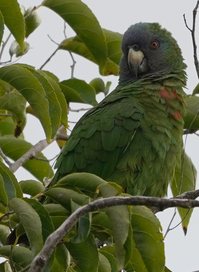 Red-necked Parrot - Georges Kleinbaum