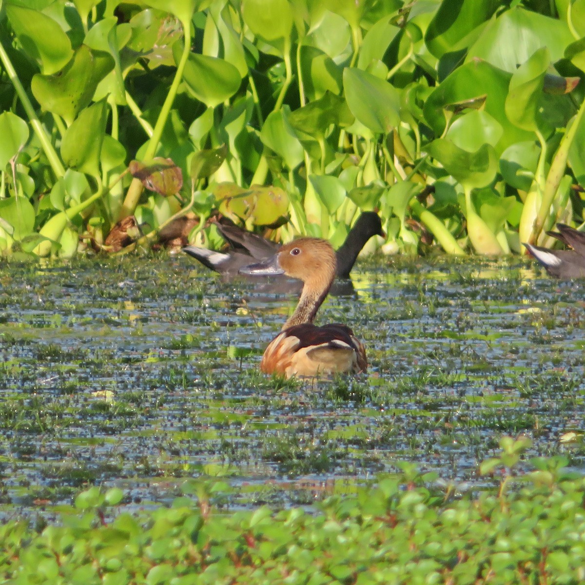 Fulvous Whistling-Duck - ML526615031