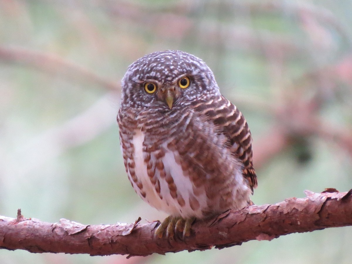 Collared Owlet - ML52661611