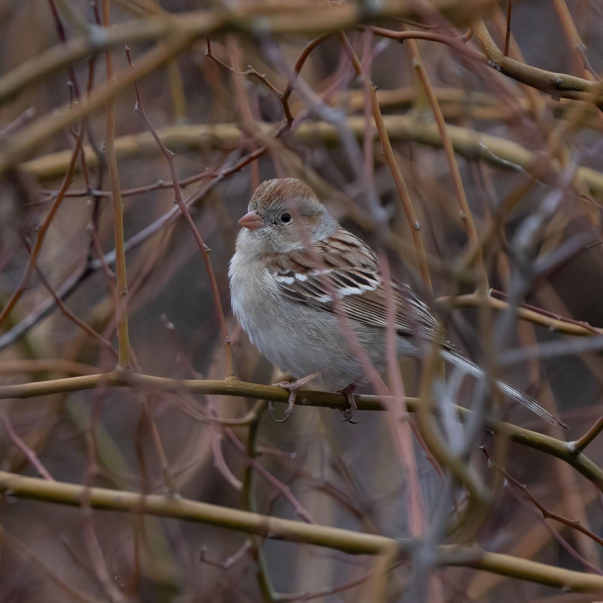 Field Sparrow - Lorrie-David Mathers