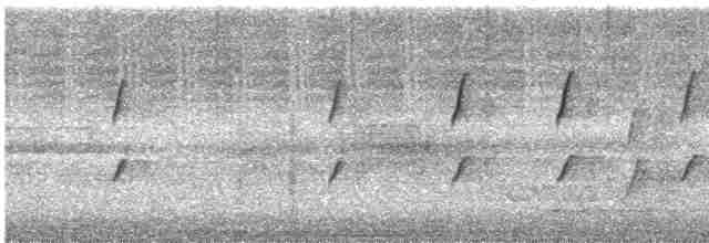 Méliphage bruyant - ML526621851