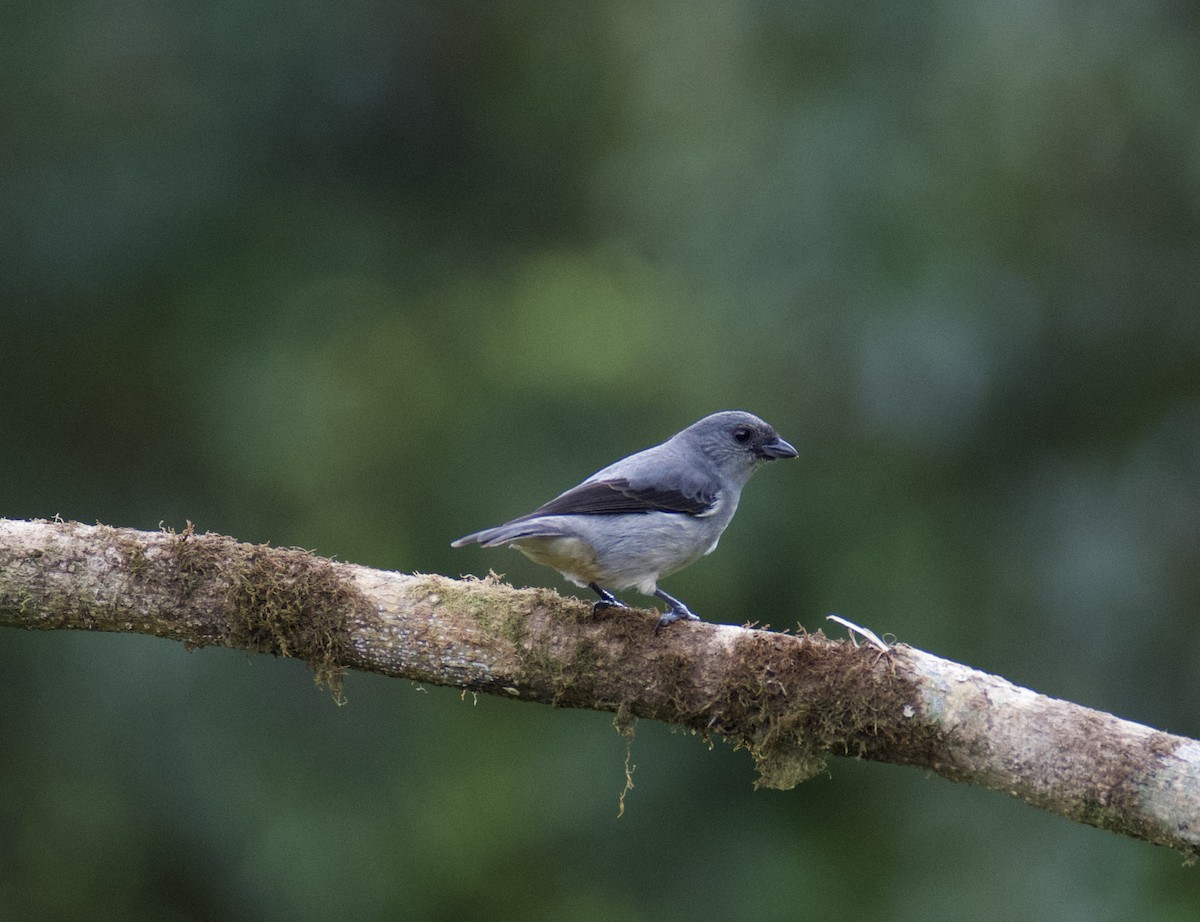 Plain-colored Tanager - ML526622421