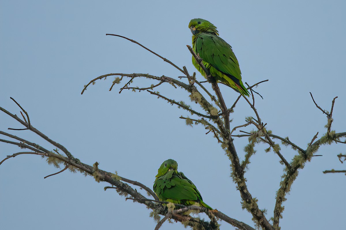 Scaly-naped Parrot - ML526623371