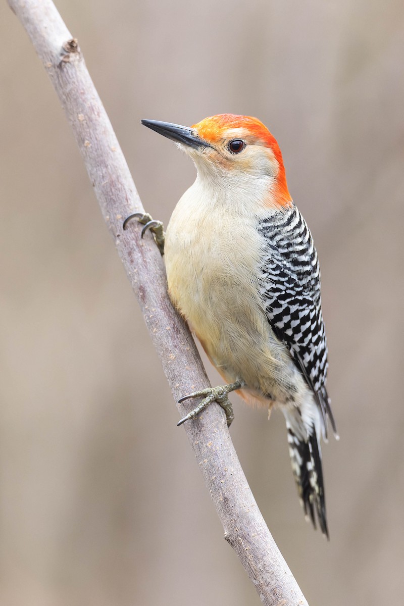 Red-bellied Woodpecker - Ryan Sanderson