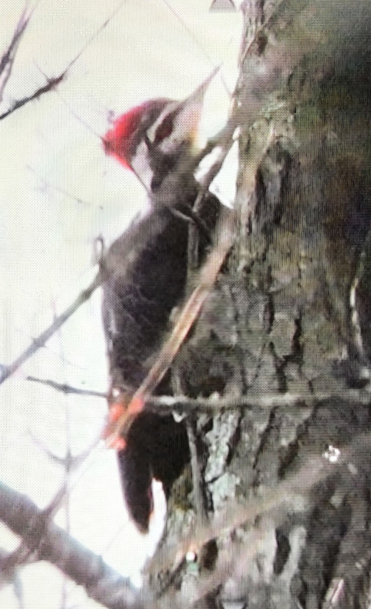 Pileated Woodpecker - ML526632301