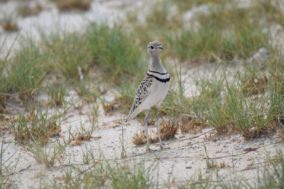 Double-banded Courser - ML52663591