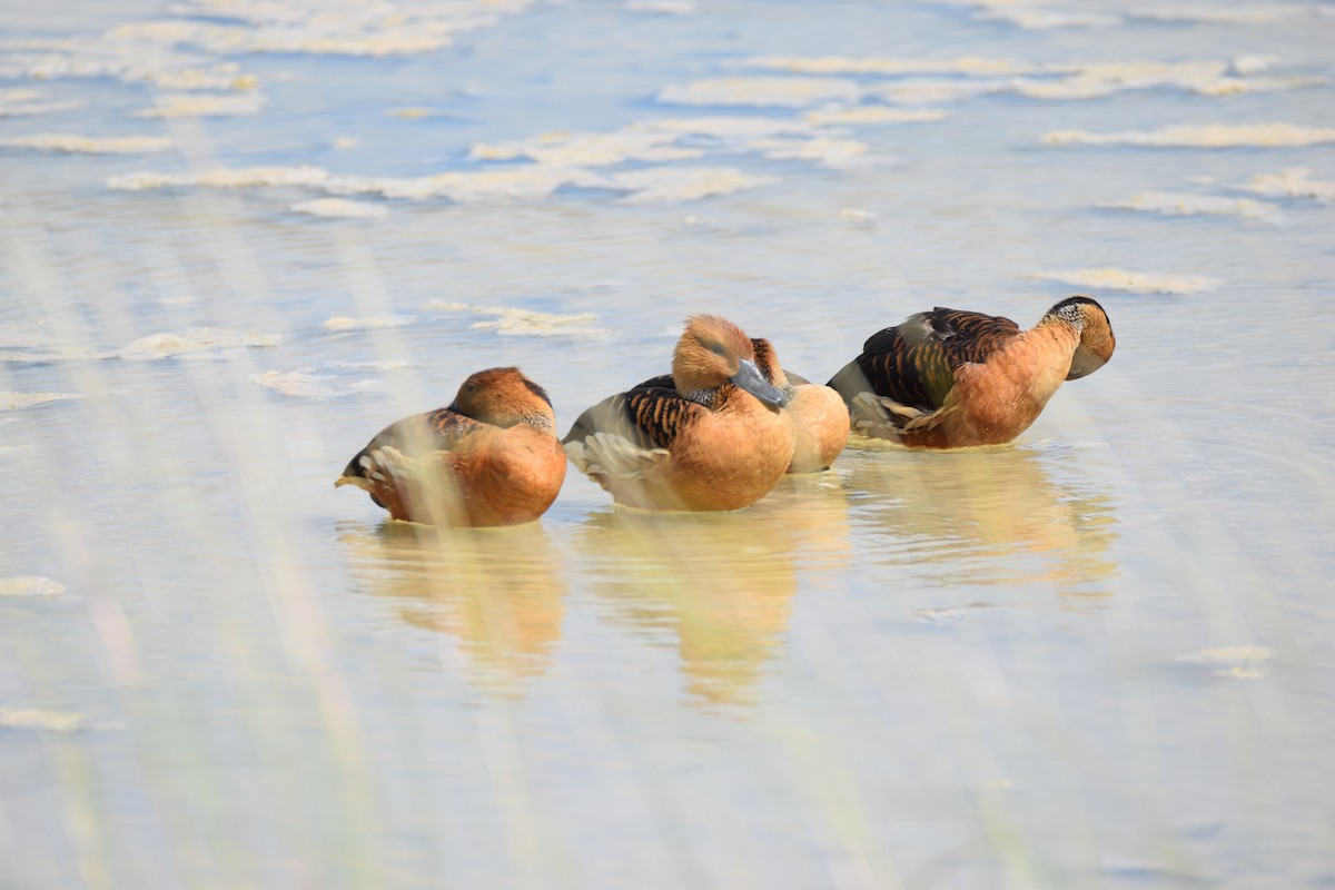Fulvous Whistling-Duck - Ryne Rutherford