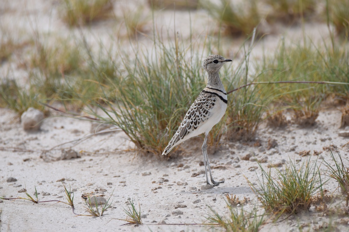 Double-banded Courser - Ryne Rutherford