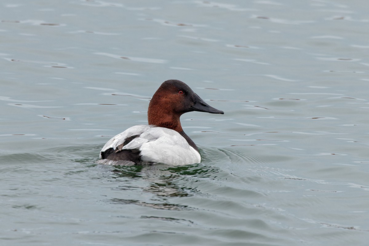 Canvasback - Beth Phillips
