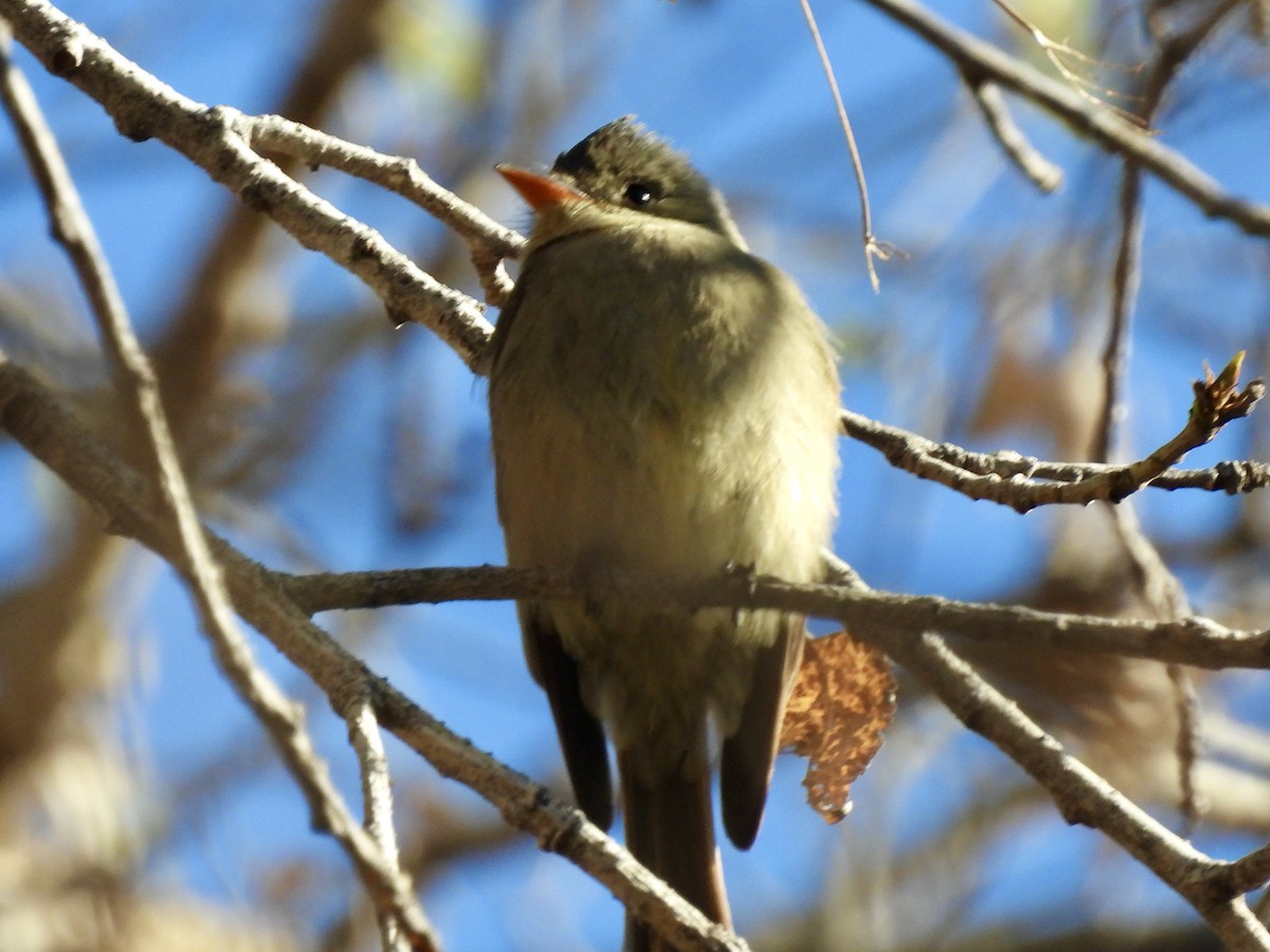 Greater Pewee - ML526642471