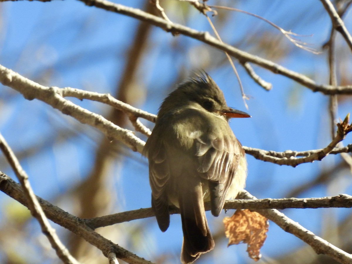 Greater Pewee - ML526642481