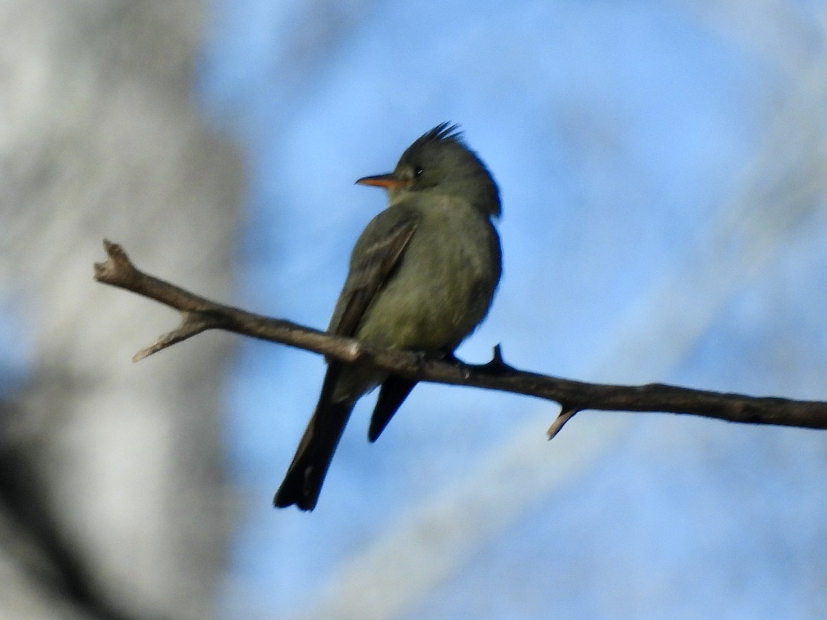 Greater Pewee - ML526642491