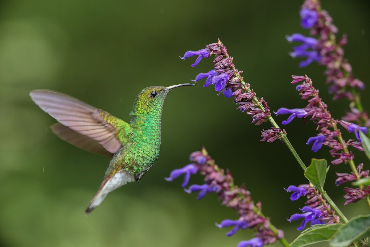 kolibřík měděnohlavý - ML526660821