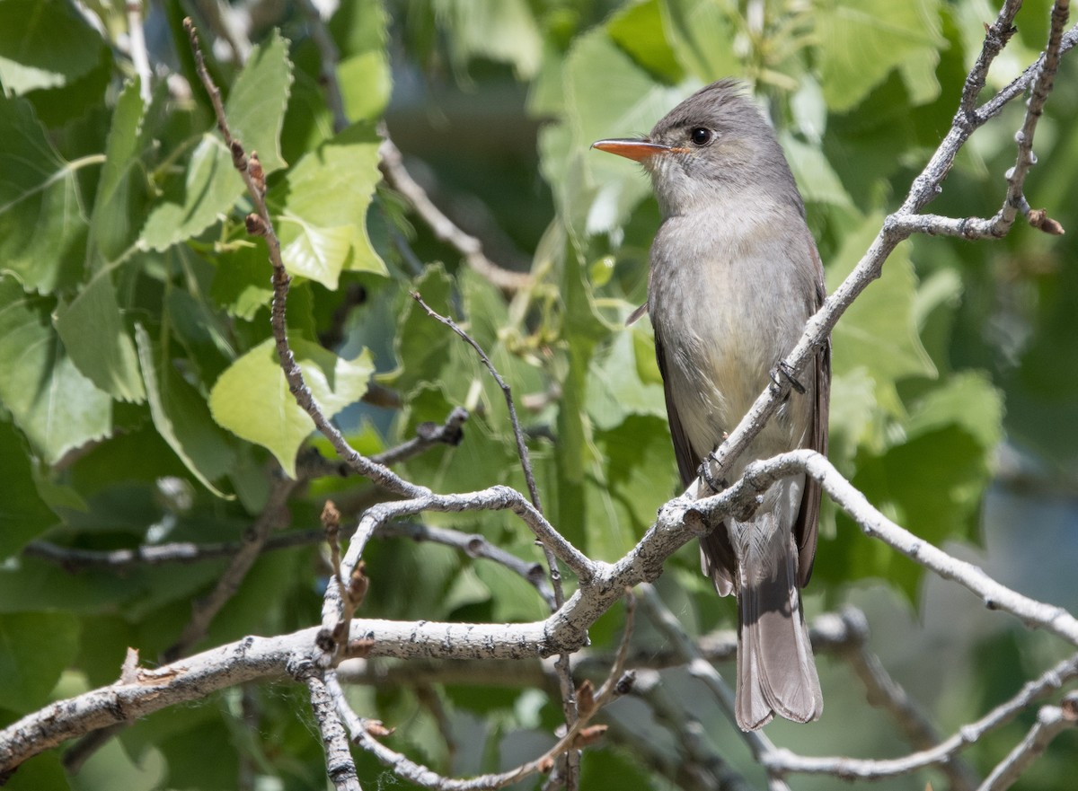 Greater Pewee - William Higgins