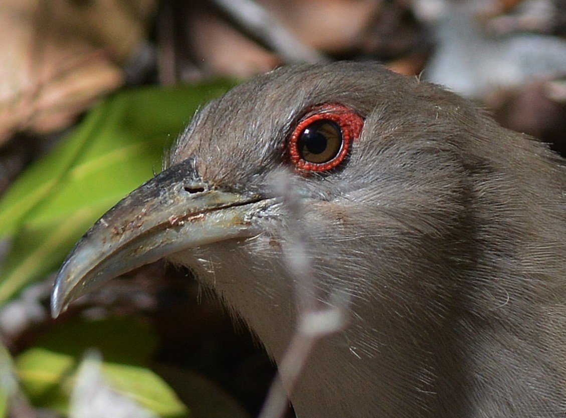 Great Lizard-Cuckoo (Bahamas) - Robert Norton
